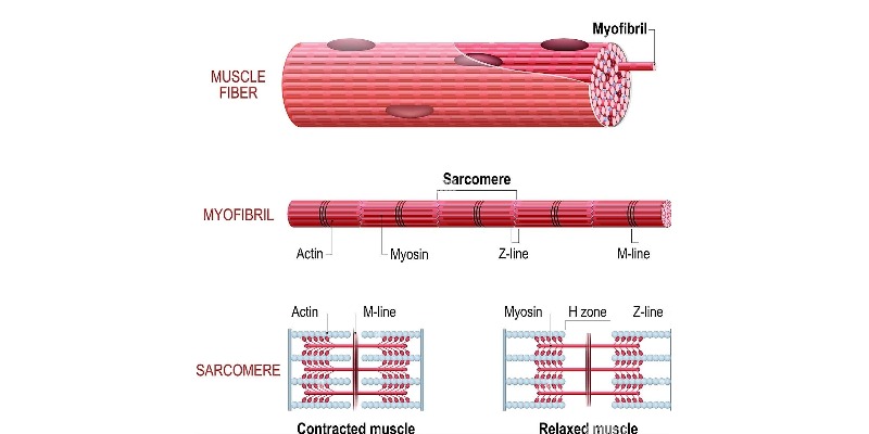 Struttura del muscolo